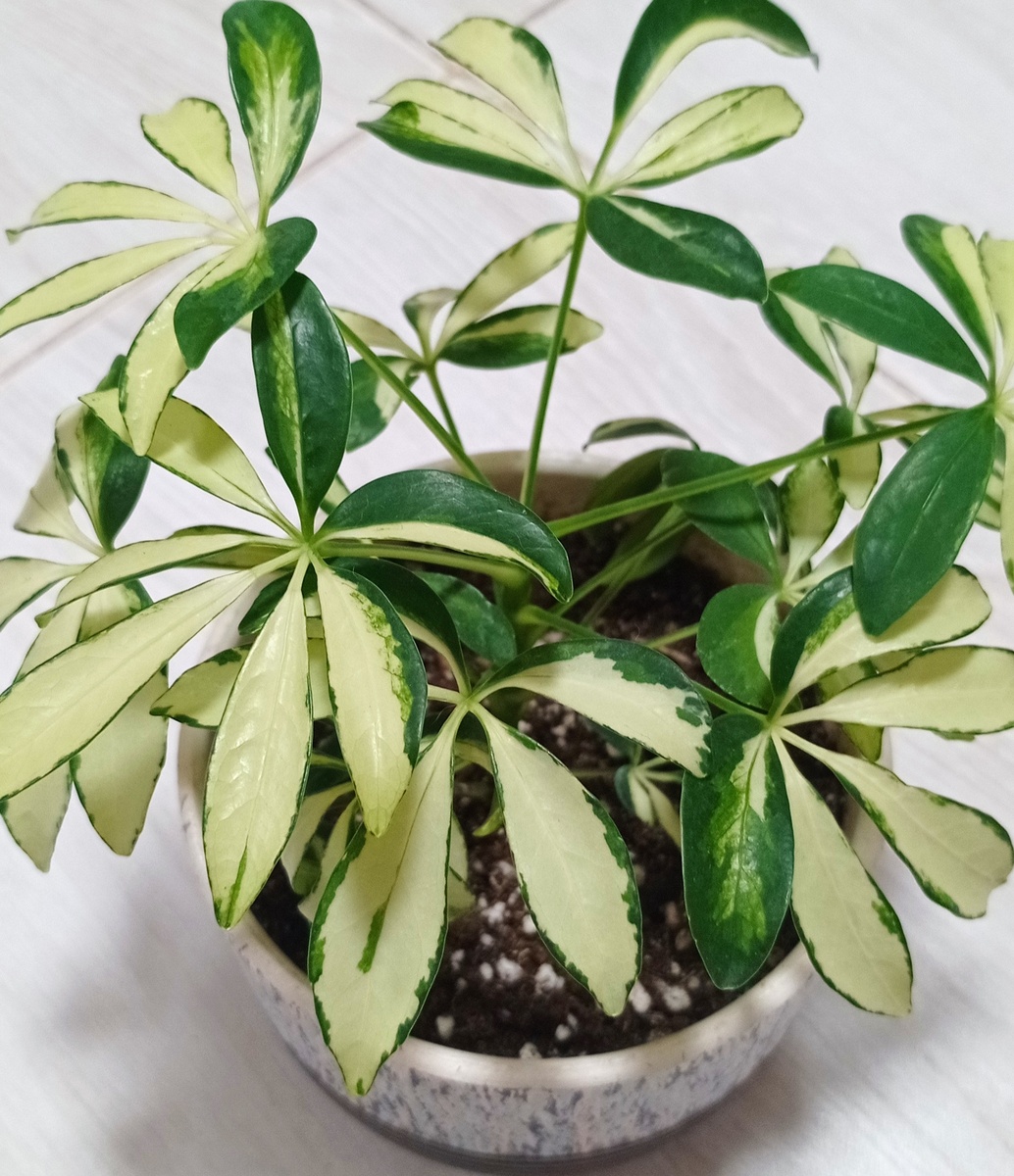 Шеффлера Мадам де Смет. 