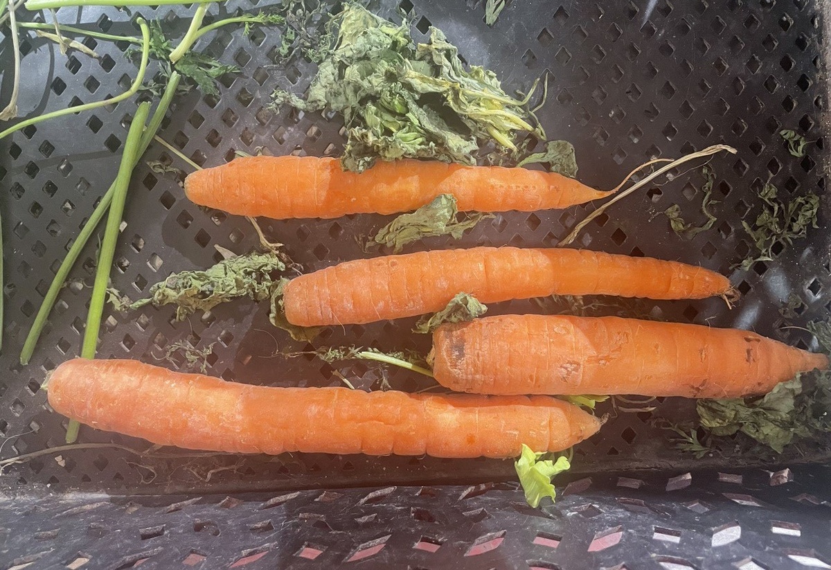 Морковь сырая