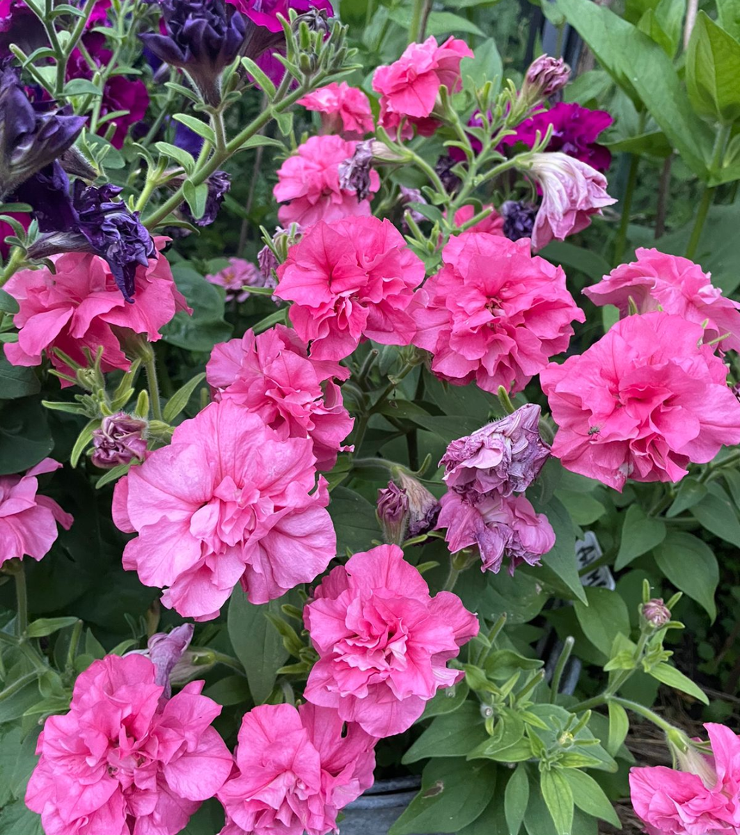 Петуния Дуо F1