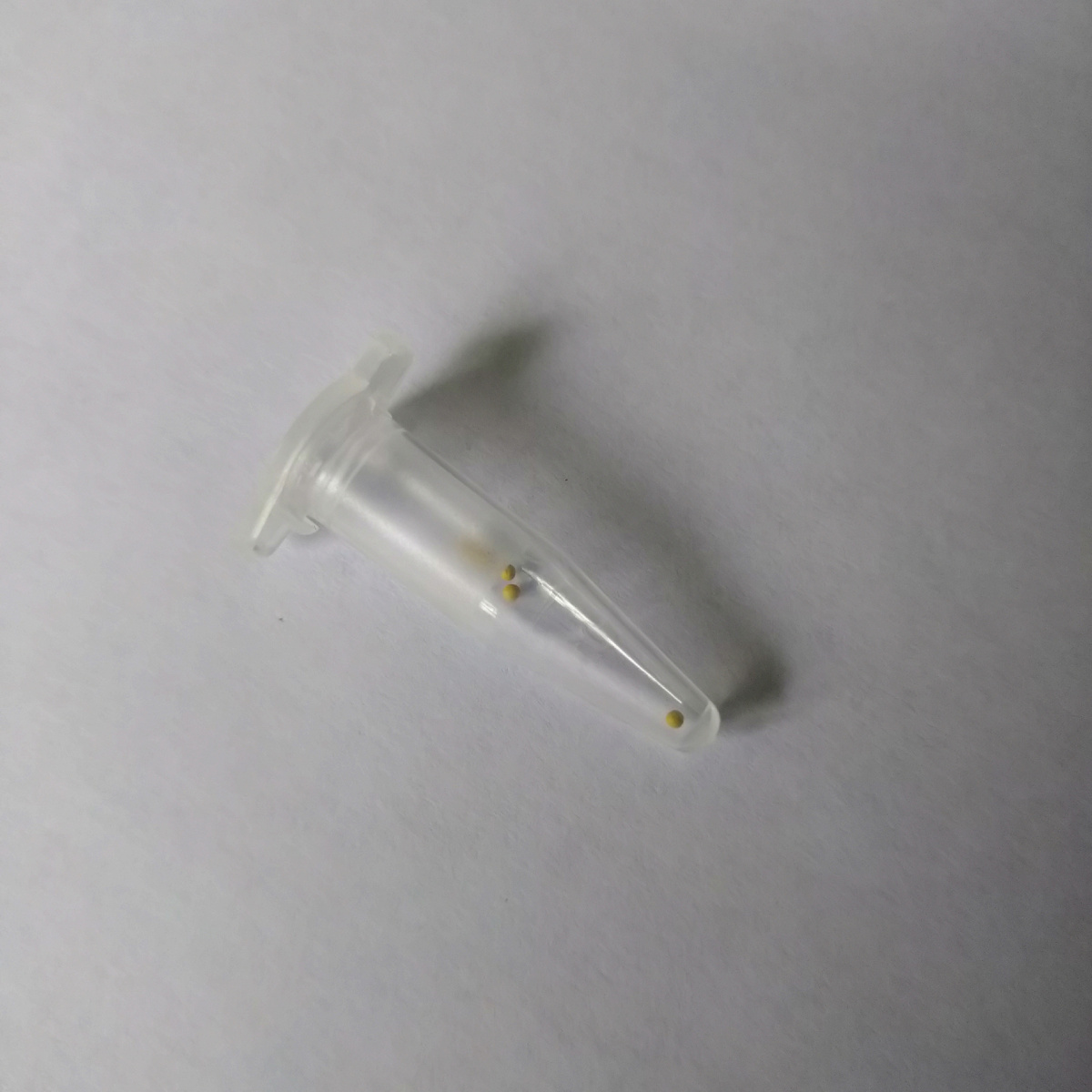 Крошечная капсула с гранулированными семенами петунии