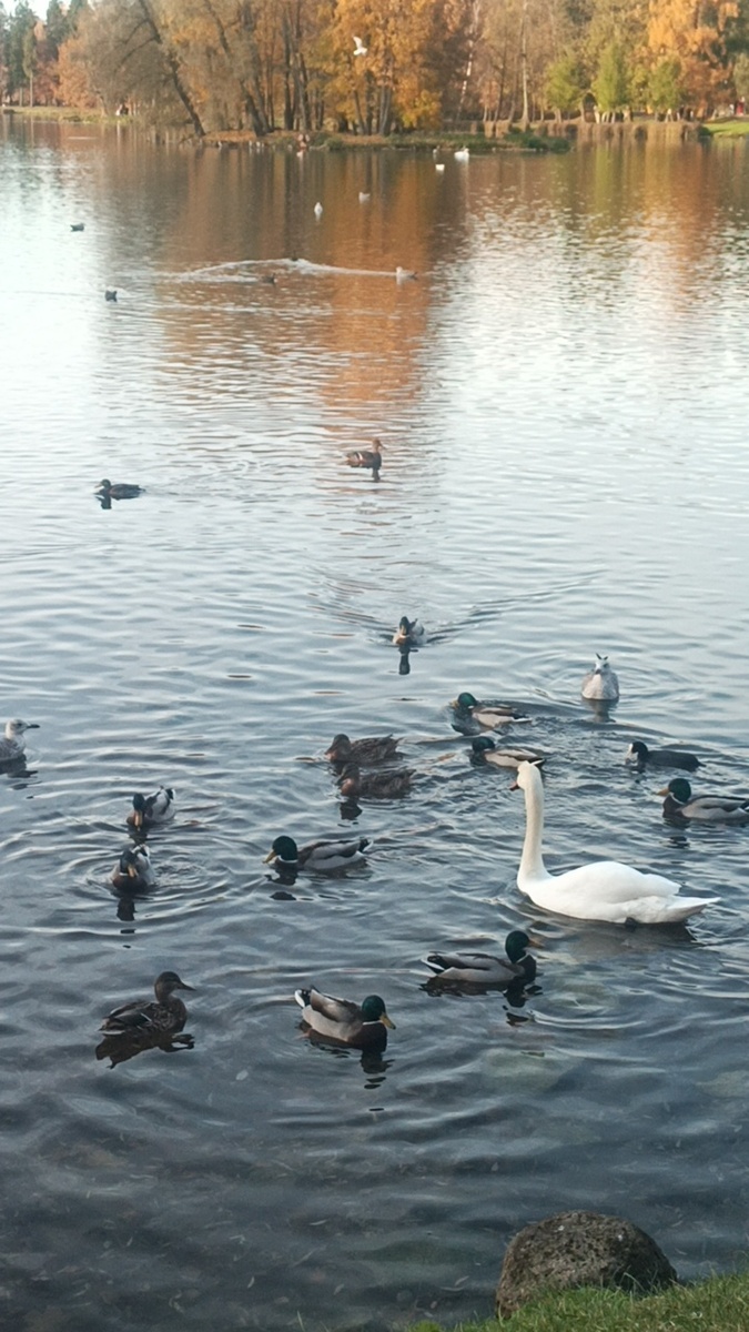 Фото автора. Прогулка по осеннему парку. 