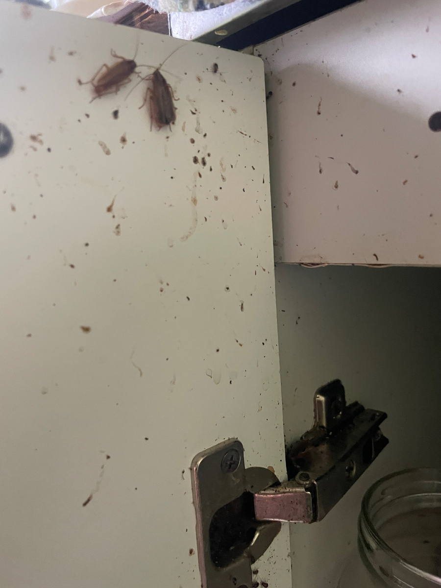 Как избавиться от тараканов? Подскажите!