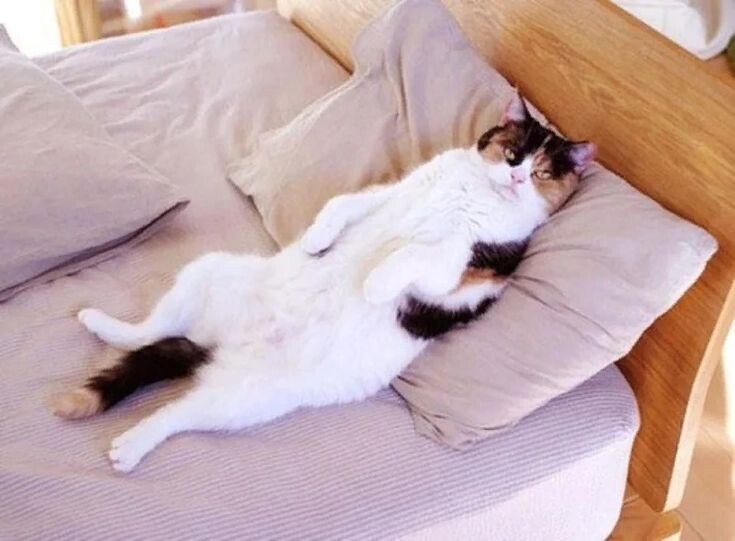 Кошка ложится на место хозяина на кровати в его отсутствие-почему