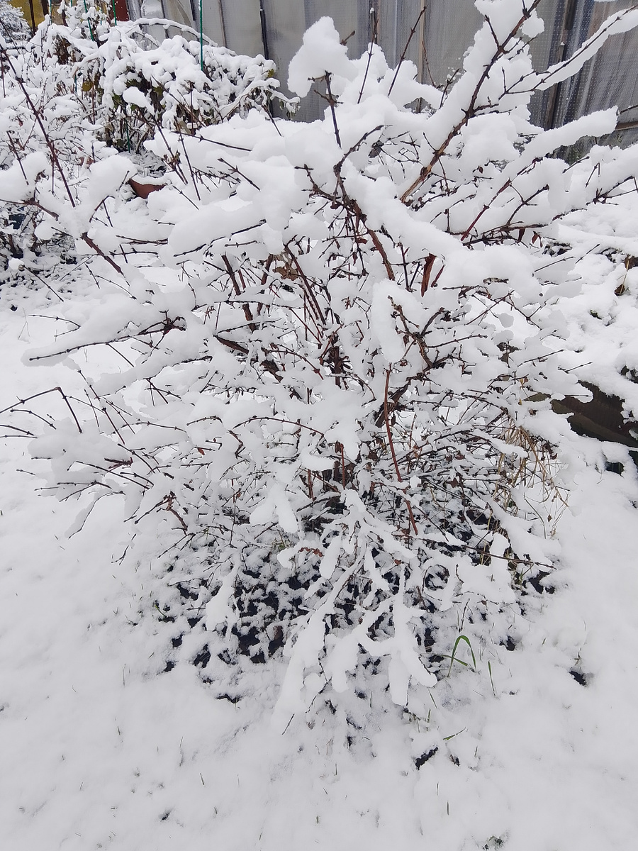 Куст жимолости в снегу, к сожалению практически весь снег сегодня растаял на улице тепло, прям настоящая весенняя капель