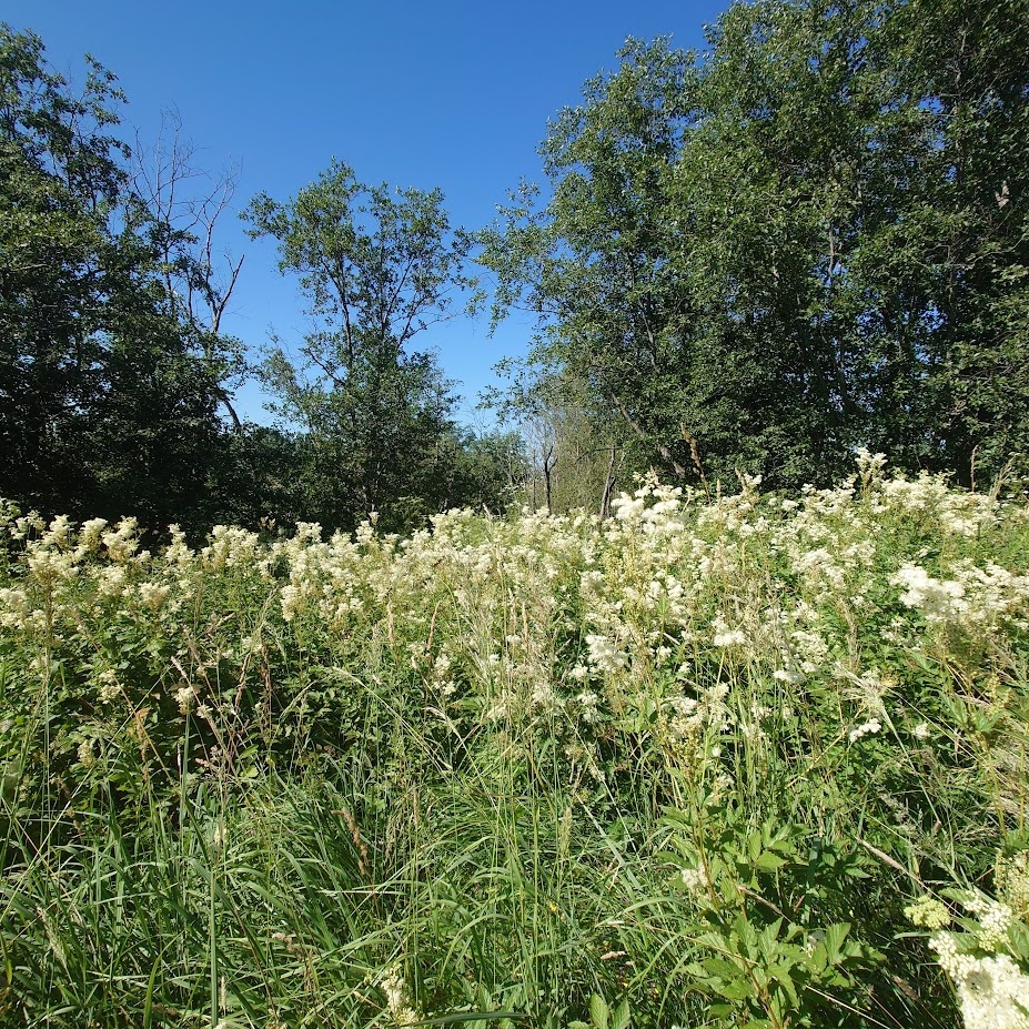 Так цветет таволга