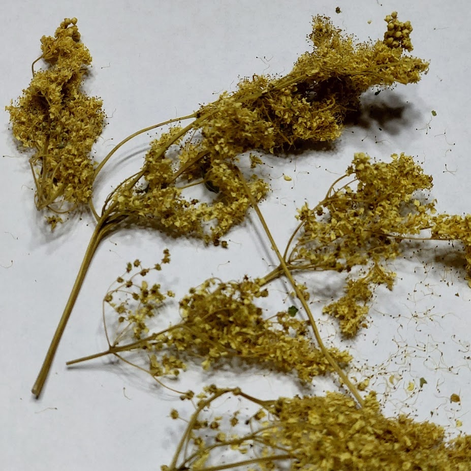 Так выглядит сушеная таволга