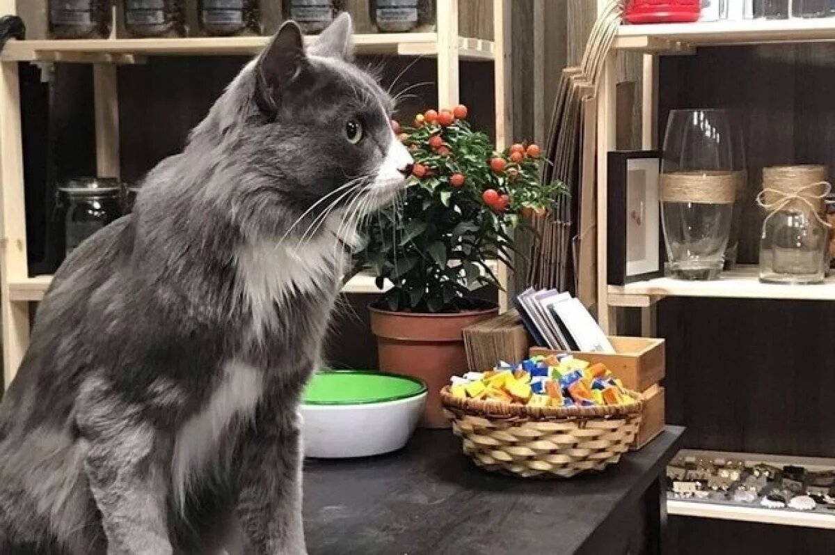    SHOT: выплату за находку кота-бизнесмена в Перми подняли до 100 тыс. рублей