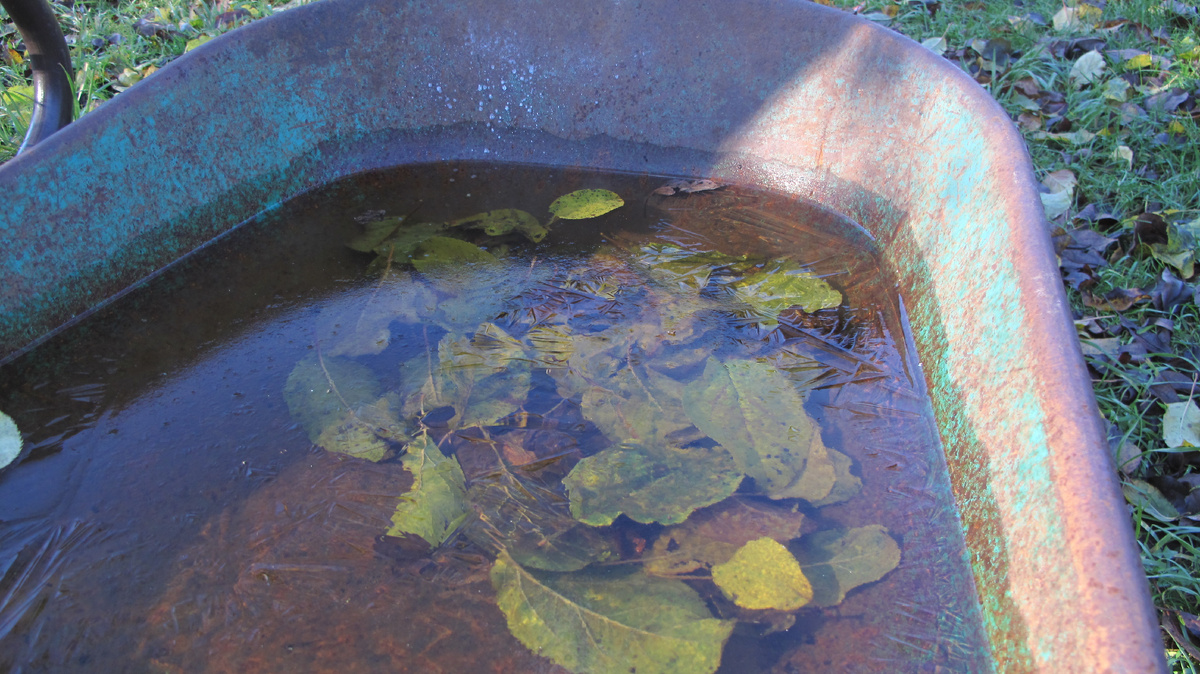 Ледяная корочка несколько дней назад в тачке, на которой муж перевозил листву 