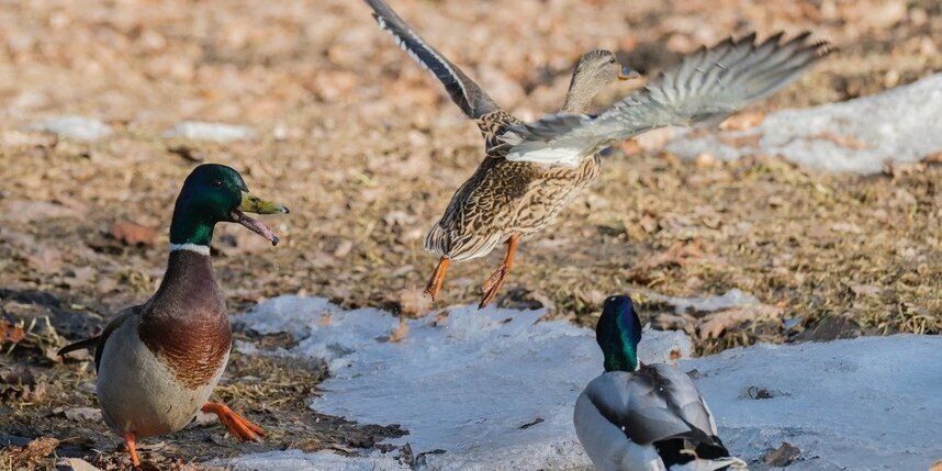    Алёна Бобрович