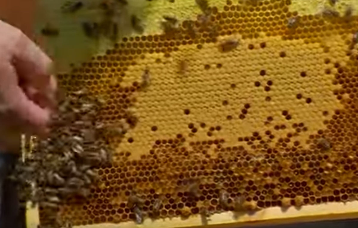 оценка яйценостности пчелиной семьи