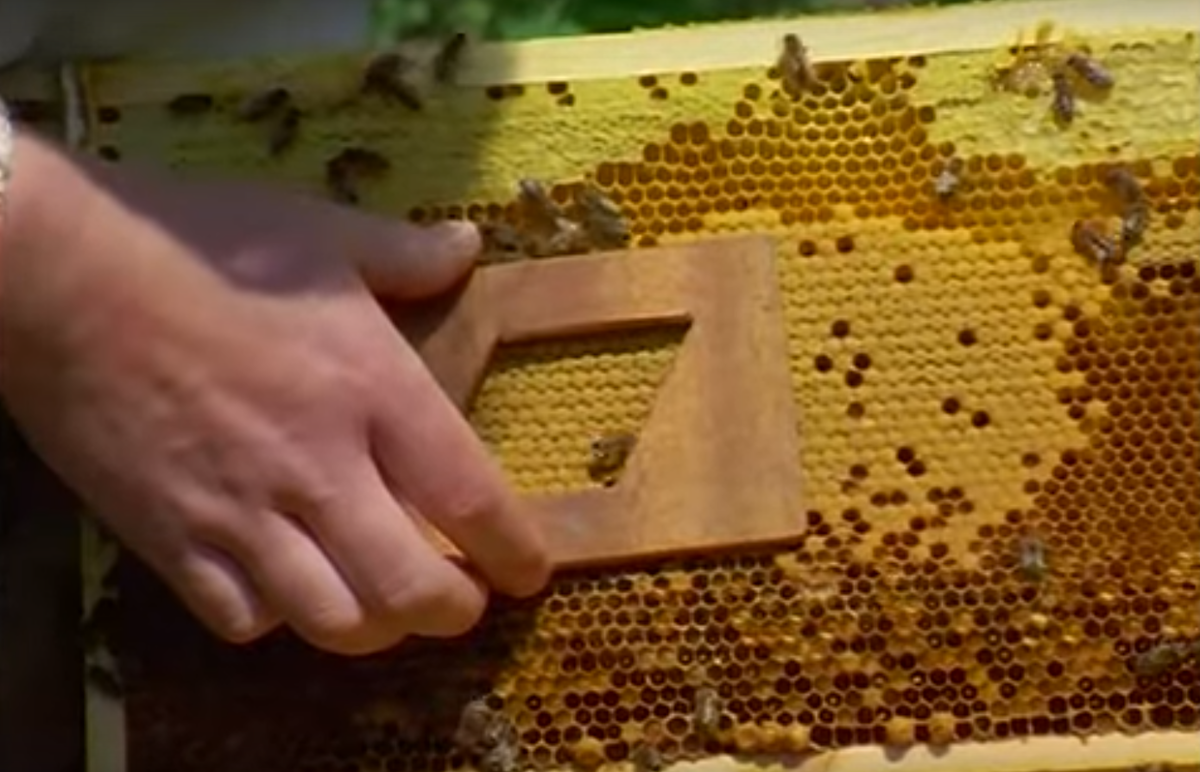 оценка яйценостности пчелиной семьи