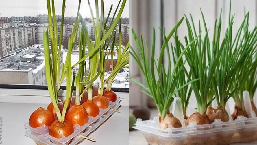 Разница между неправильным и правильным подходом к выращиванию лука