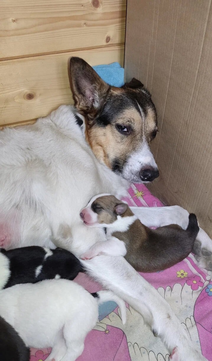 Умка - мама на старости лет.