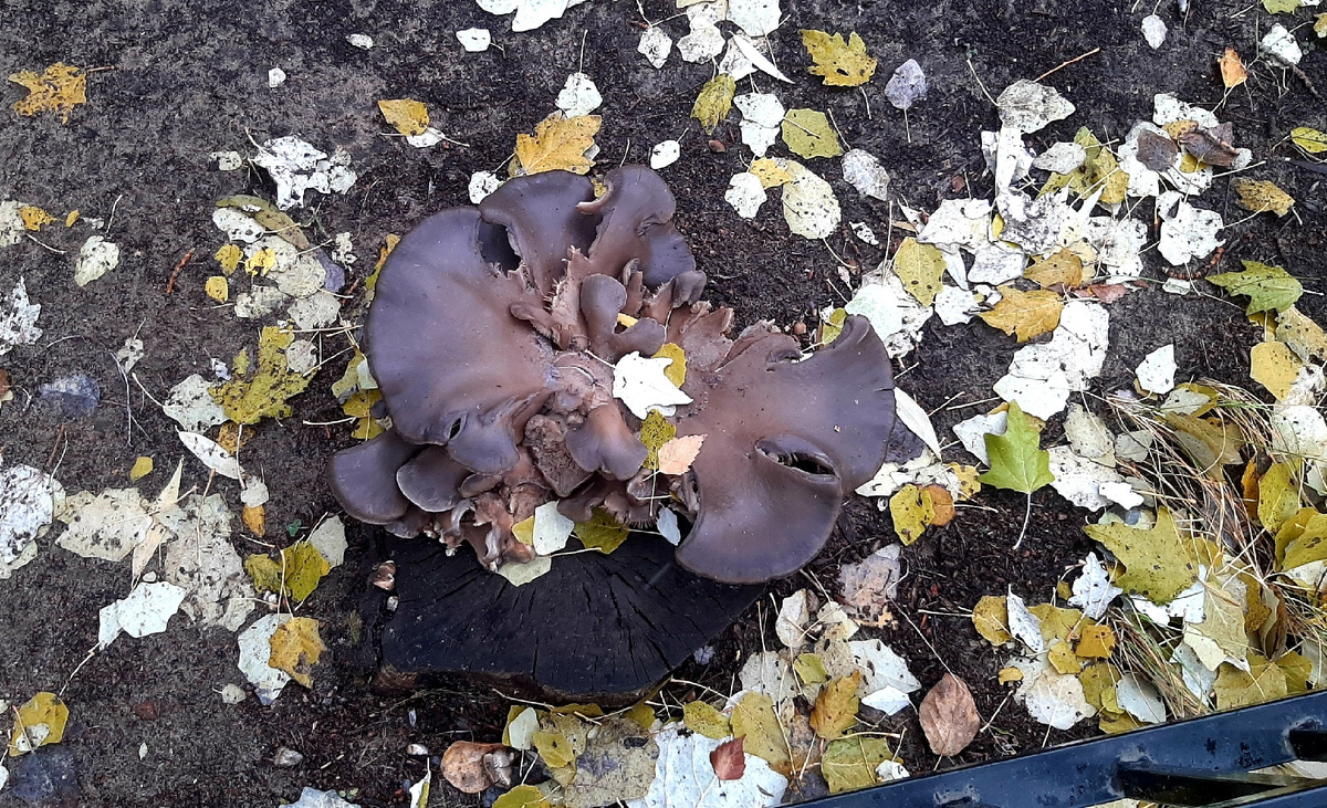 Вчера, пока бежала на автобус, сняла грибы за забором