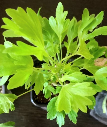 Вот такие рассечённые пальчатые листочки у всех формозумов, и этот - не исключение.