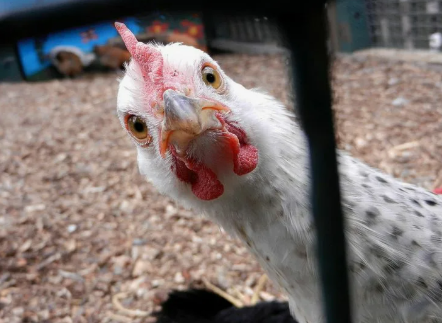 Из открытых источников. 