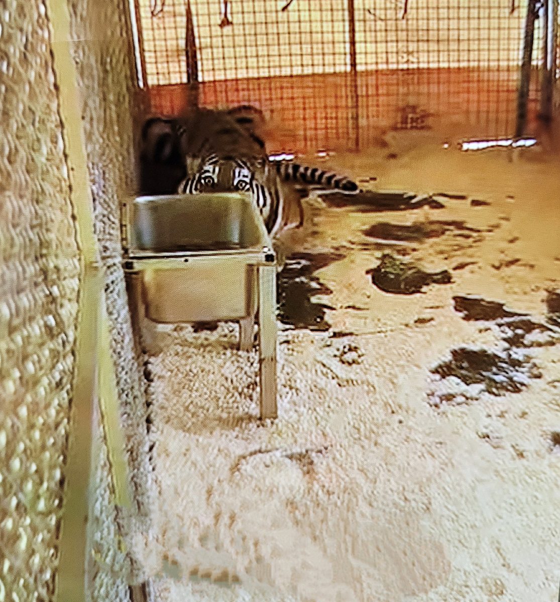 Спасённая Лаура, ещё боится, людей, но уже принимает еду. Скоро тигрица окажется в специальном приюте для диких кошек, где вместе с другими животными она будет жить в комфортных условиях. Там леса, пруды, тёплые дома.