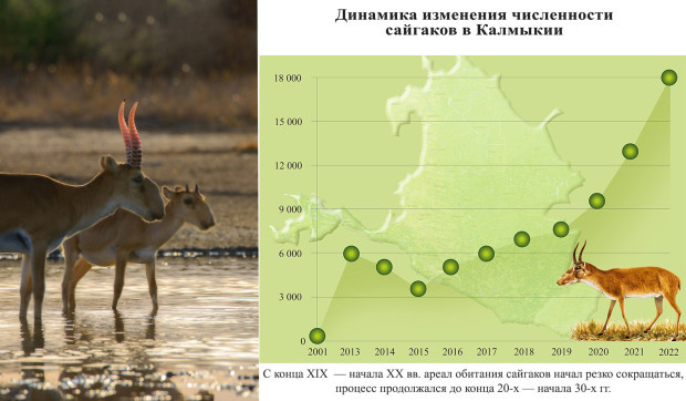 Рога сайгака - цель браконьера. Фото: Ростислав Машин, участник конкурса РГО «Самая красивая страна», снято в заповеднике «Чёрные земли»