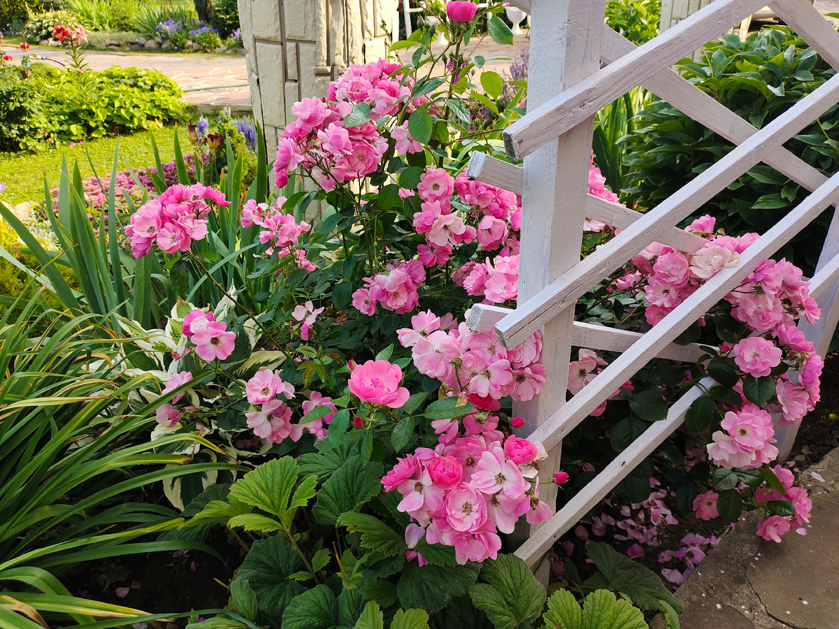 Белую шпалеру или перголу прикройте! Иначе станет ржавой после обработок железным купоросом.