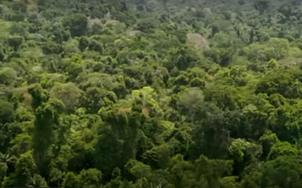 Тропический лес