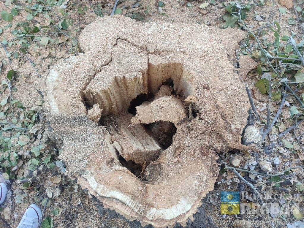 Спиленный у магазина сгнивший тополь Болле📷    Нам пишут: волжане жалуются на слив горелого масла, двухколёсный мусор и острый тротуар
