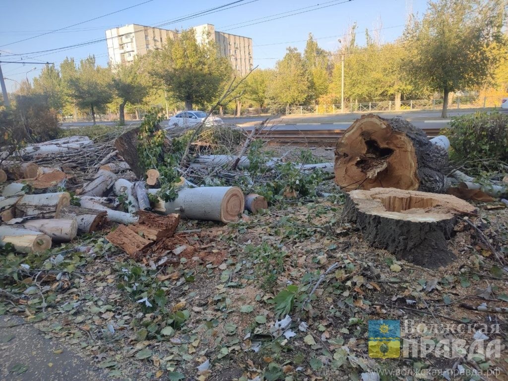 Спиленные тополя📷    Нам пишут: волжане жалуются на слив горелого масла, двухколёсный мусор и острый тротуар
