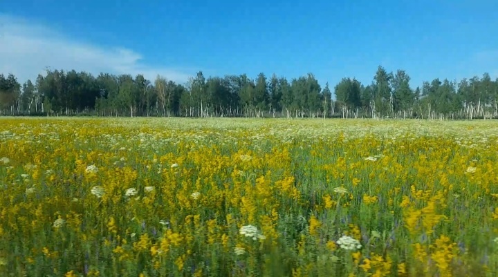 Райское душистое лето