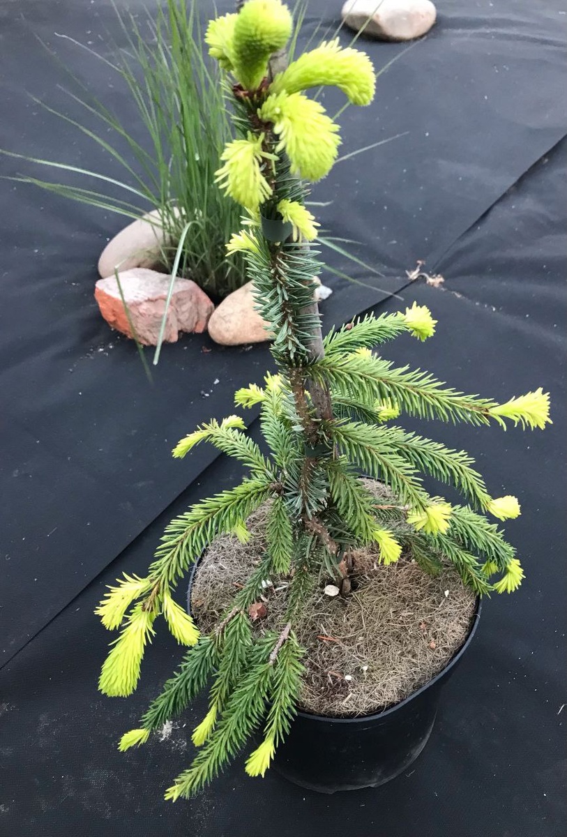 Ель Филипс Спринг Сенсейшен (Filip's Spring Sensation)-05.05.2024г.