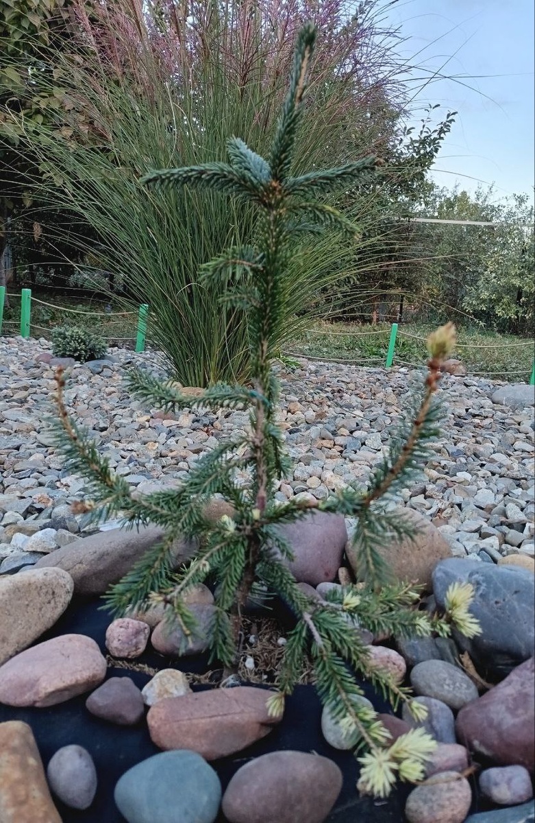 Ель Филипс Спринг Сенсейшен (Filip's Spring Sensation)-20.10.2024г.