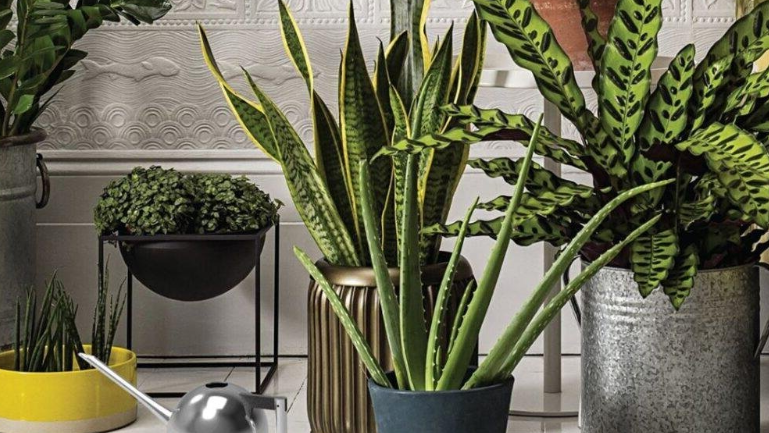 Мои испытанные бойцы