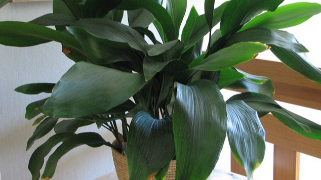 Глянцевый лист аспидистры длиной 45 см при освещенности 250 люкс - результат правильного ухода