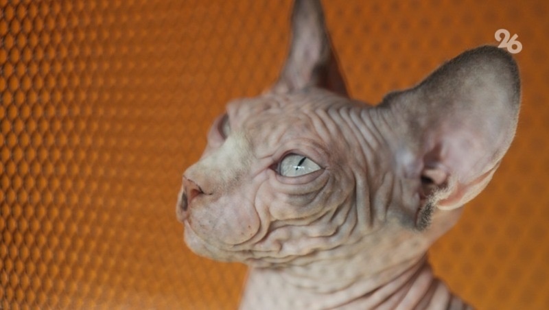      Фото: ИА «Победа26»