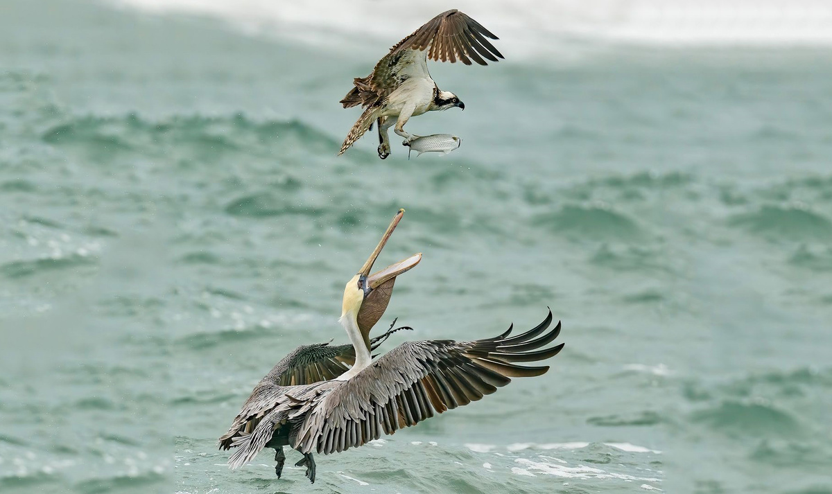 - Отдай, это моя рыба из моего моря!