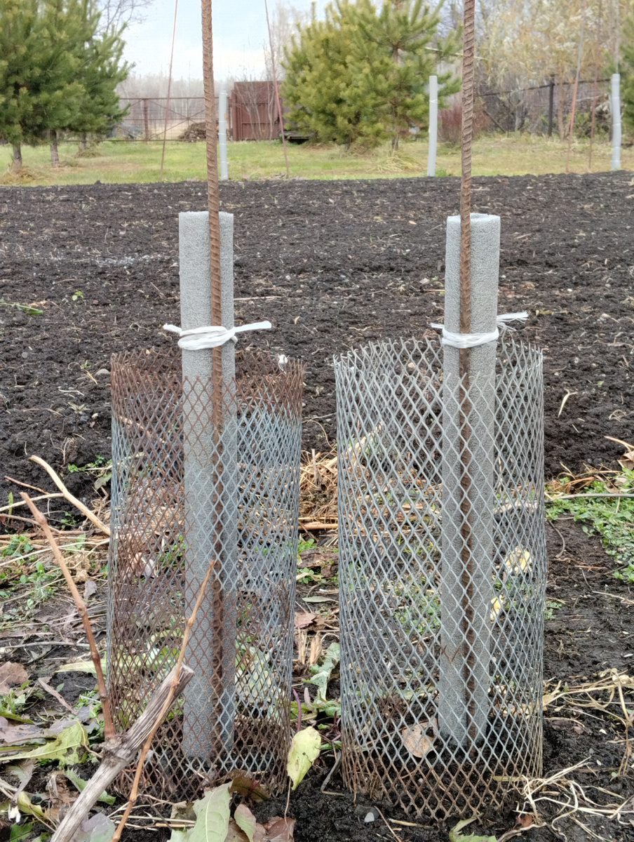 В теплых укрытиях - тубах (диаметром 54 мм.), закреплённых колышками снаружи, будут зимовать неокрепшие побеги  Акаций, выращенные из семян в открытом грунте.