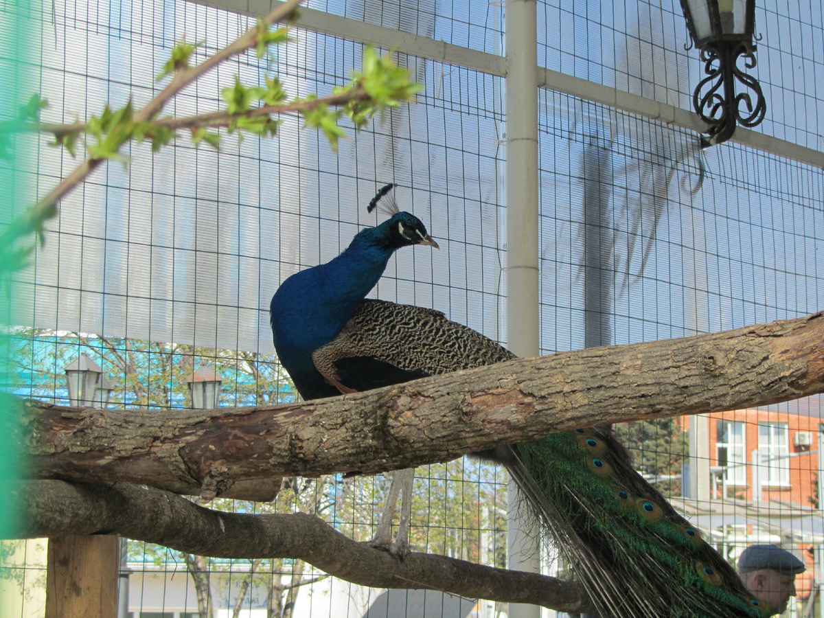 Павлин обыкновенный. Фото автора.