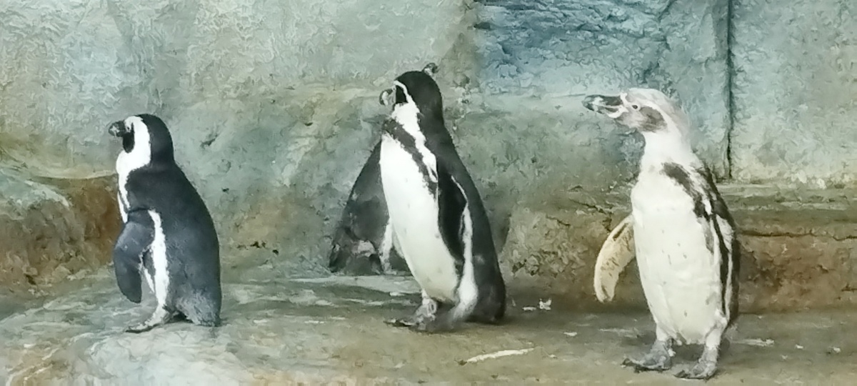 Что произошло? Кто потерял? (Московский Крокус Океанариум)