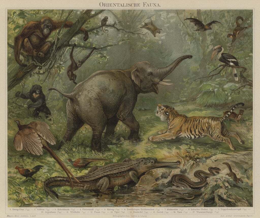 Обитатели джунглей