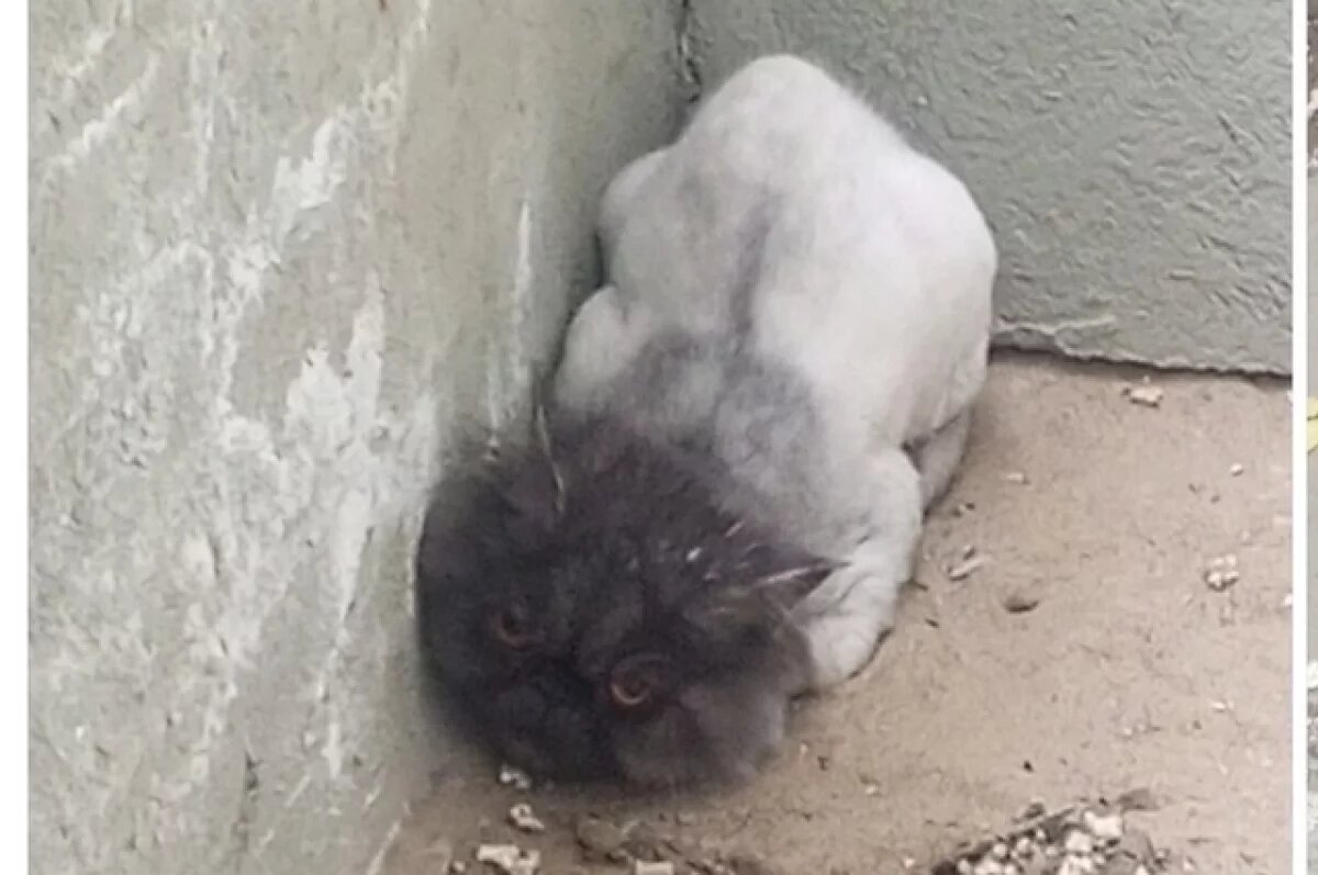    В Самаре спасли грустного лысого котика, замерзающего на улице