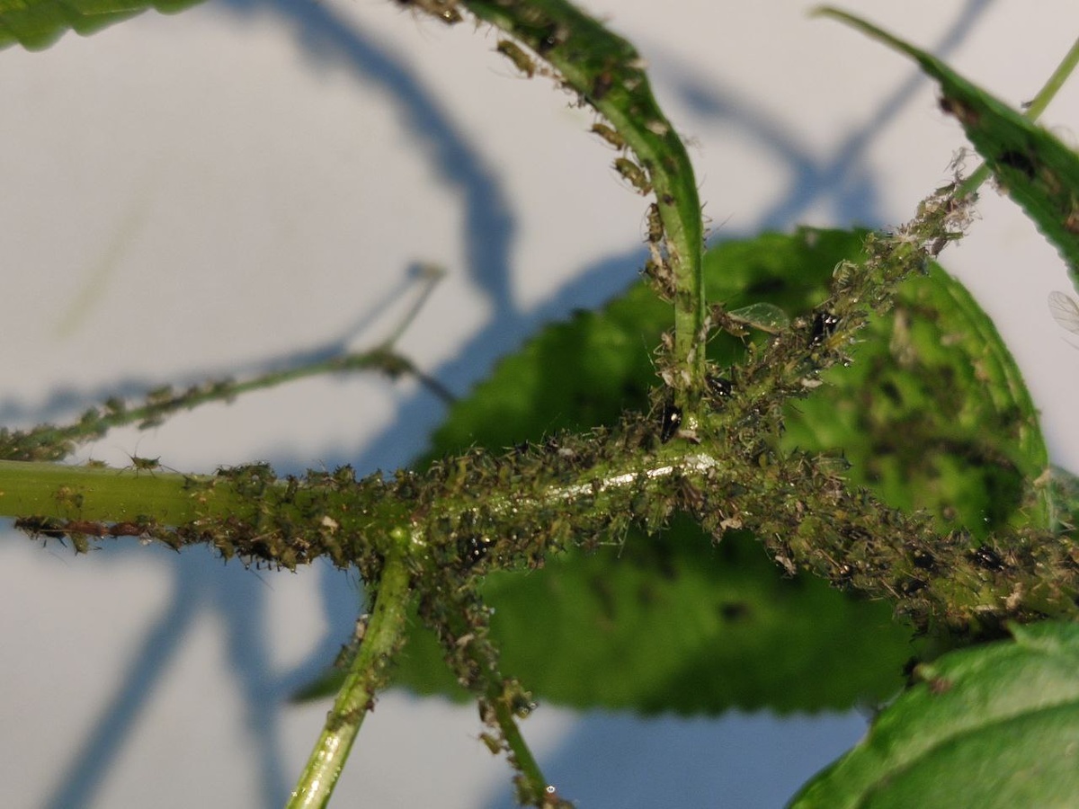стебель недотроги, облепленный тлёй