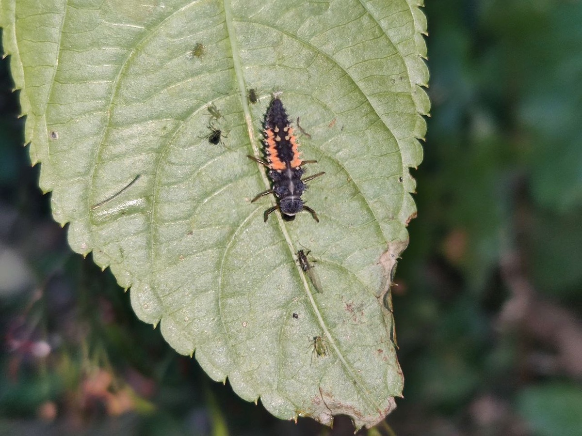 Страшненькая личина