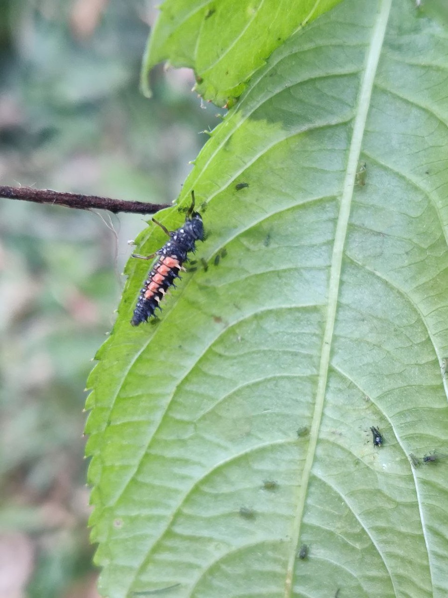 Страшная личинка защищает недотрогу
