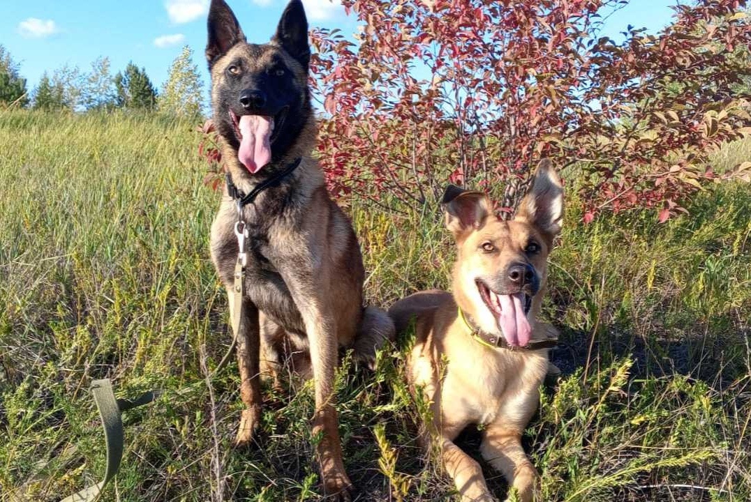 Тенгиз и Лиса