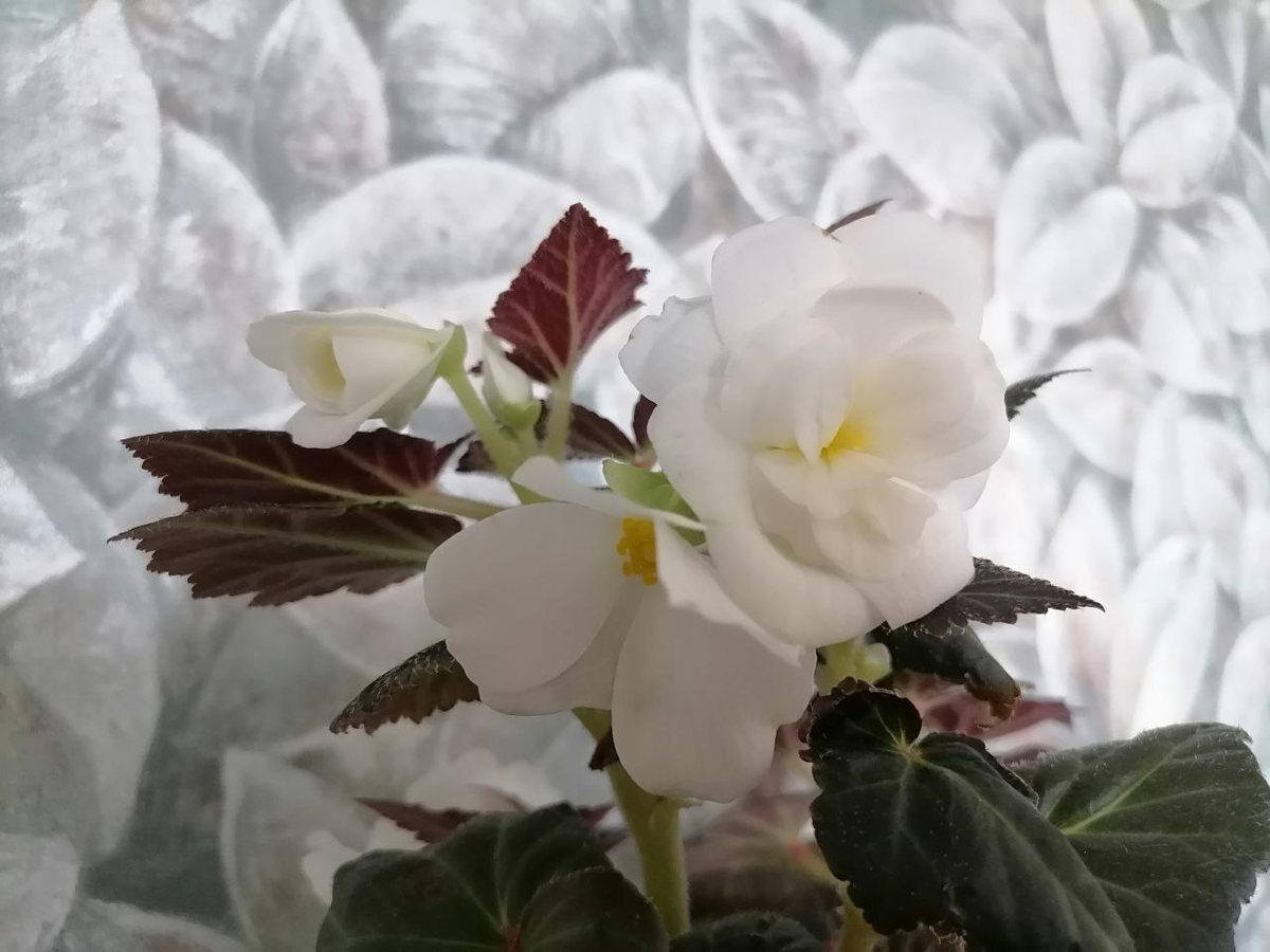 Белые цветы клубневой бегонии Нон-стоп, фото автора