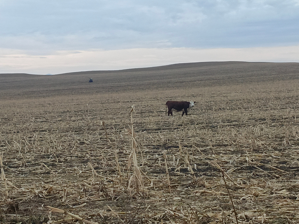 На излюбленном кукурузном поле. 😁