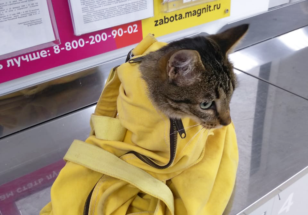 Кошка в сумке
