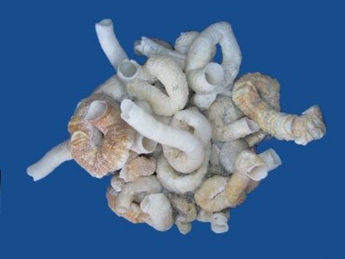 Thylacodes medusae, (Вьетнам) из моей коллекции