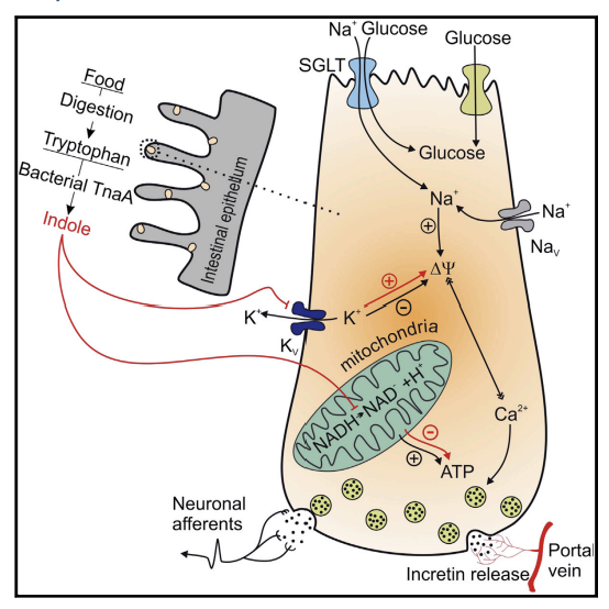 Механизм действия Триптофана для увеличения синтеза GLP-1 пептида