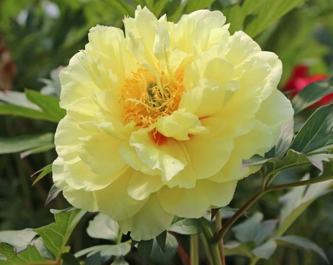 Куст достигает более метра в ширину и высоту, форма — шар. Цветки крупные, диаметром около 25 см, жёлтого цвета с оранжевой сердцевиной.  Стебли крепкие, не ломаются от тяжести множества бутонов и сильного ветра, не требуют подвязки или опоры. Цветение обильное, начинается в середине июня и продолжается до середины июля, при правильном уходе на одном кусте вырастает до 60 бутонов. 
Фото из открытых источников