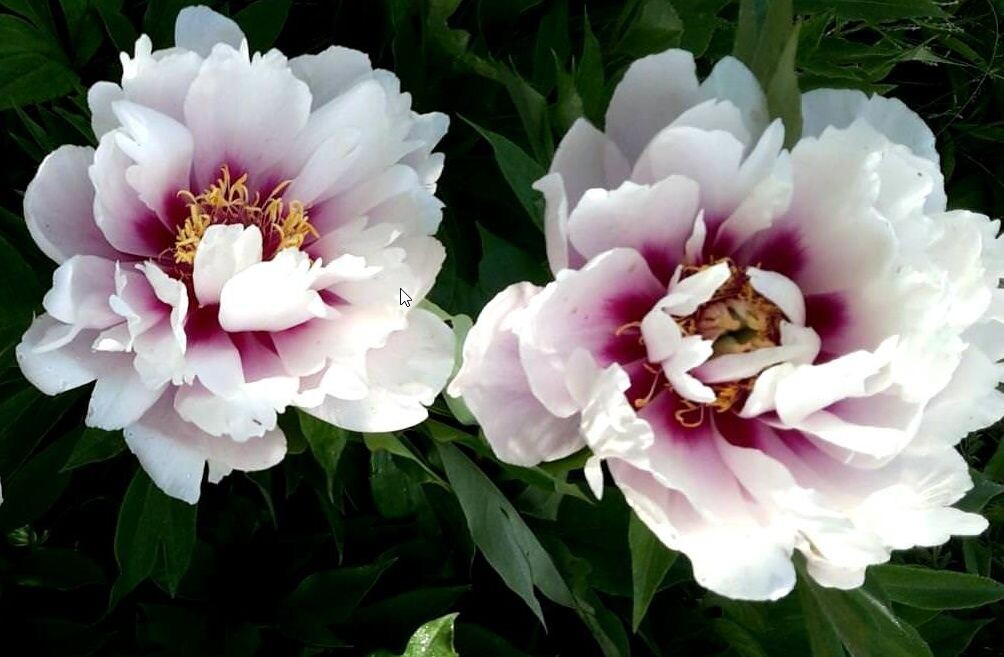  Цветки бело-розовые с фиолетово-бордовым оттенком в основании лепестков, диаметр — до 25 см. Высота куста: 90 см. Период цветения: июнь-июль. Морозостойкость: зона 4 (до -39С)
Фото из открытых источников