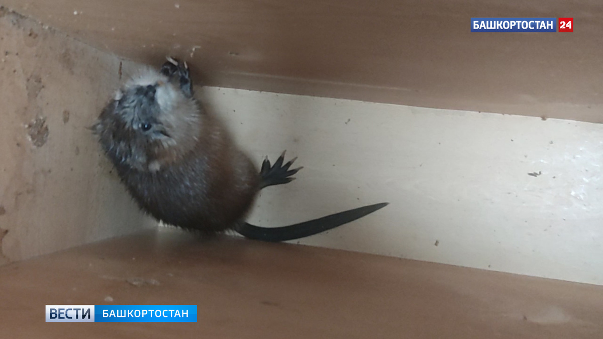    В подвале жилого дома в Уфе поймали ондатру